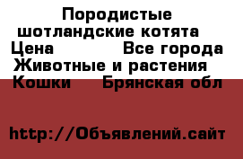 Породистые шотландские котята. › Цена ­ 5 000 - Все города Животные и растения » Кошки   . Брянская обл.